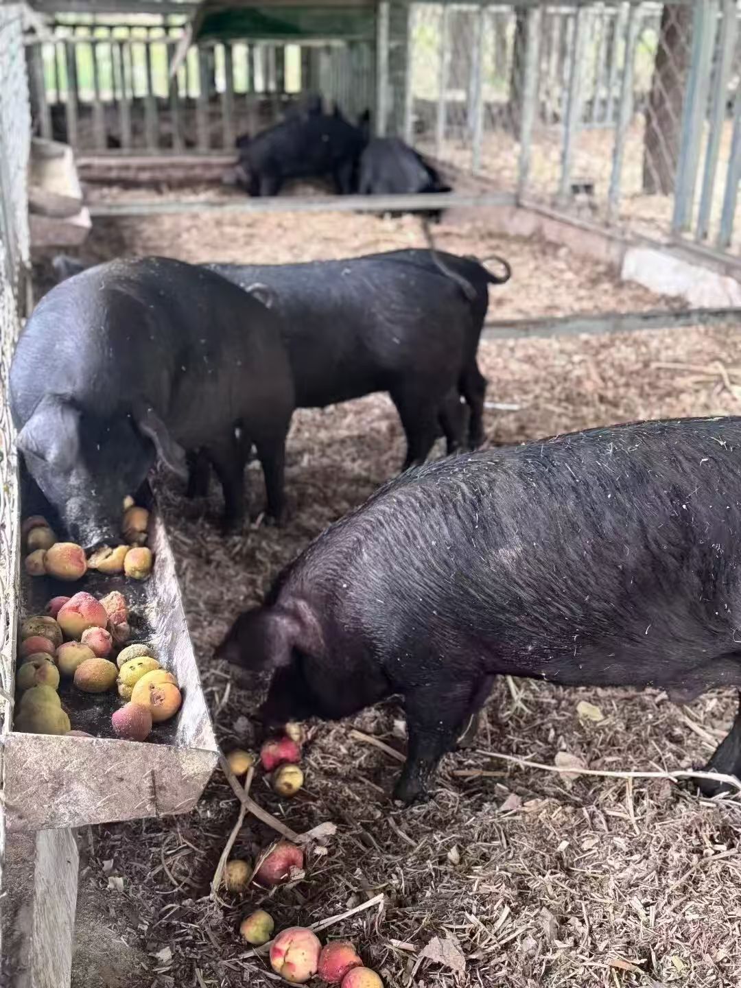 苹果喂猪